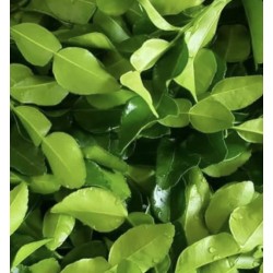 Kaffir lime leafs 100gr